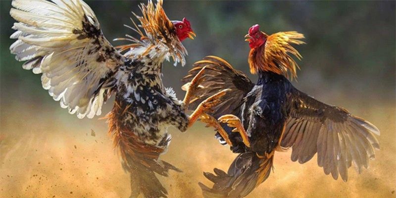 Những hình thức đá gà Kubet ấn tượng với người tham gia